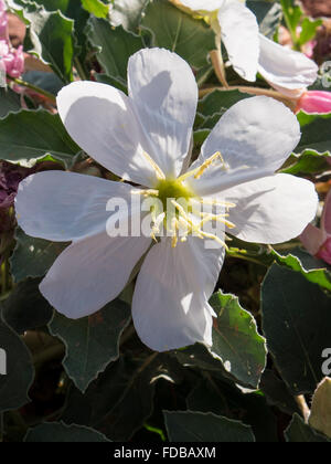 L'onagre (Oenothera caespitosa), Arches National Park, Moab, Utah. Banque D'Images