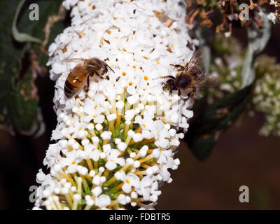 Abeille sur Buddleia Buddleja Arbre aux papillons Macro Banque D'Images