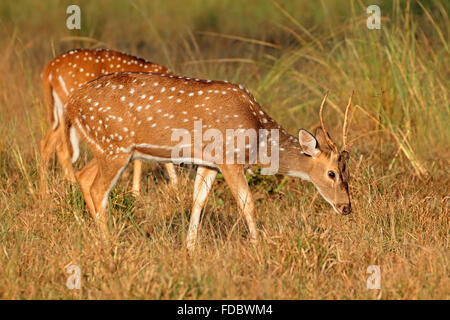 Un jeune cerf tacheté ou chital (Axis axis), Parc National de Kanha, India Banque D'Images