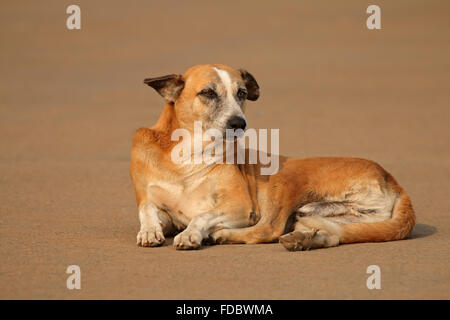 Sans-abri, rue stray dog fixant dans une rue de Delhi, Inde Banque D'Images