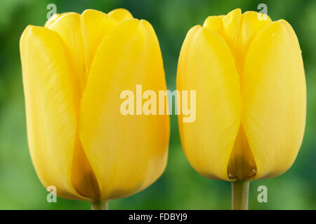 Tulipa 'Golden Apeldoorn Tulipe Darwin' Avril Groupe hybride Banque D'Images