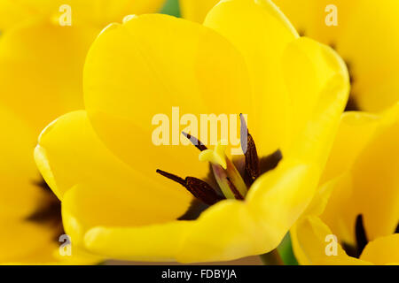 Tulipa 'Golden Apeldoorn Tulipe Darwin' Avril Groupe hybride Banque D'Images