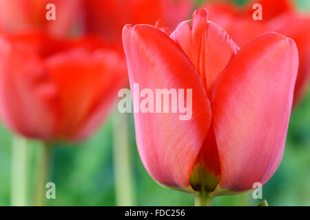 Tulipa 'Apeldoorn Tulipe Darwin' Avril Groupe hybride Banque D'Images