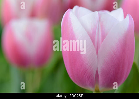 Tulipa 'Valentine' Avril Groupe Triumph Tulip Banque D'Images