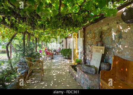 Assis sous la vigne et les raisins dans l'agro-tourisme bar Oasi degli Infreshi à la côte méditerranéenne, le Cilento Campanie,Italie, Banque D'Images