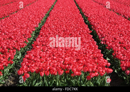 Printemps en Pays-bas tulip champ de fleur fleurs tulipes rouge fleurs de Hollande Banque D'Images