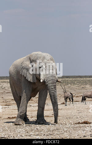 Éléphant dans le parc national d'Etosha, Namibie Banque D'Images