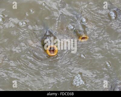 Lèvres dans la rivière Carp Banque D'Images