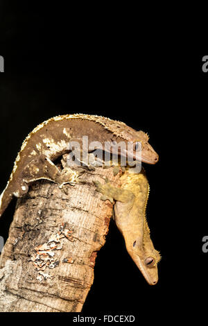 Couple de nouveaux Caledonian Crested Gecko, Rhacodactylus ciliatus, sur un tronc d'arbre. Vertical image. Banque D'Images