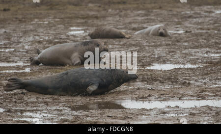 Les phoques gris sur une plage. En hiver. Banque D'Images