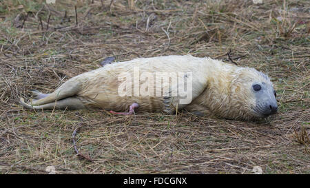 Nouveau-né de bébés phoques gris sur les dunes d'herbe. Donna Nook. Banque D'Images