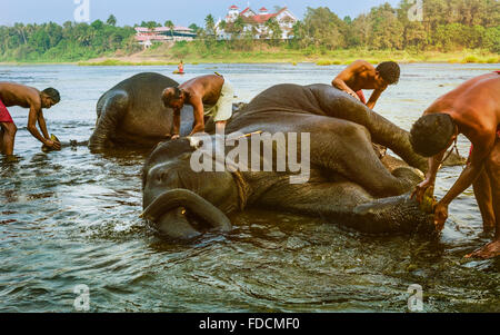 Les formateurs se baignent les jeunes éléphants dans la rivière Periyar dans le cadre du régime d'entraînement à l'aube dans l'Inde du sud. Banque D'Images