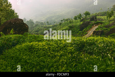 Dawn mist remontées mécaniques desservant l'Kannan Devan Hills pour révéler une plantation de thé vert luxuriant près de Munnar, Kerala, Inde. Banque D'Images