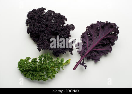 Feuille de chou frais sur fond blanc close up Banque D'Images