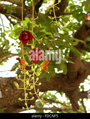 Arbre Kigelia africana, saucisses, grand conifère à feuilles composées pennées et des fleurs rouge brique en racèmes simples Banque D'Images