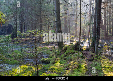 Sunbeam entrant dans la forêt de conifères marécageuses matin brumeux avec de vieux chêne et de pins, la forêt de Bialowieza, Pologne,Europe Banque D'Images