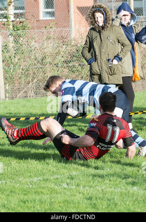L'Ouest du pays de Galles, Aberystwyth, UK 30 janvier 2016 Sport. Aberystwyth RFC (1ère équipe) vs Carmarthen Athletic RFC (1ère équipe) jouer dans la Ligue nationale SWALEC. Aberystwyth sont sur leur propre terrain. Comme la grêle descendu juste avant la mi-temps Aberystwyth prendre la tête avec un essai et la conversion. Trebuchet © Photographie / Alamy News Live Banque D'Images