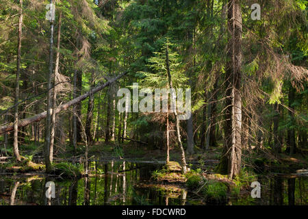 Peuplement naturel de la forêt de Bialowieza avec de l'eau stagnante dans la région de matin d'été lever du soleil,la forêt de Bialowieza, Pologne,Europe Banque D'Images
