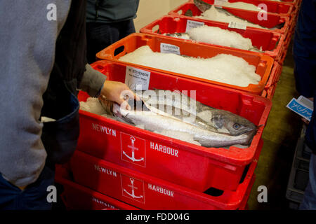 Les clients la manipulation des poissons à la criée aux poissons du port de Newlyn Banque D'Images