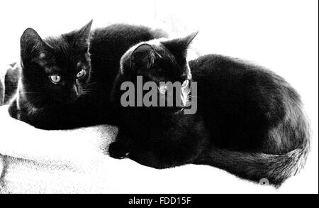 Deux partie noire Chat Chats abyssins couché ensemble sur une couverture, à l'écart, high key effet spécial Banque D'Images