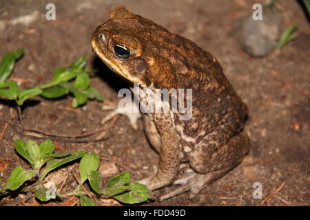 Grenouille brune avec les yeux d'or Banque D'Images