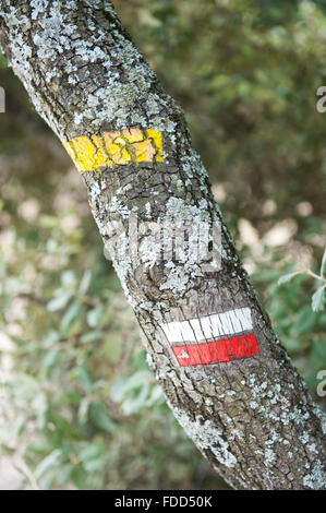 L'écorce des arbres avec sentier peintes en jaune et rouge/blanc couleur France Europe Banque D'Images