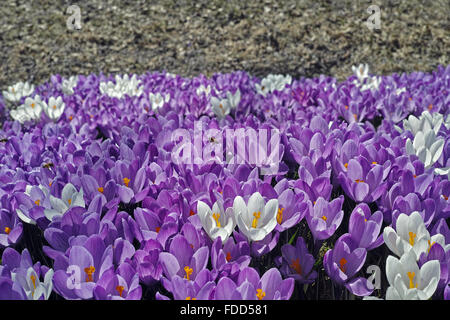 Crocus fleurs de printemps. Riehen, canton de Bâle-ville, Suisse. Banque D'Images