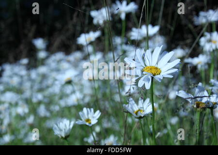Marguerites dans thegarden Banque D'Images