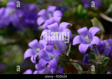Campanula lyrata fleur fleurs bleu de plantes alpines floraison forme campanulas en forme de cloche campanule dwarf Floral RM Banque D'Images