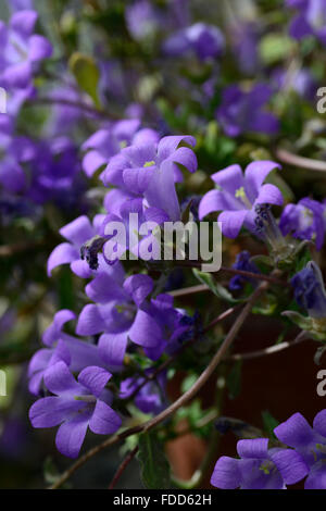 Campanula lyrata fleur fleurs bleu de plantes alpines floraison forme campanulas en forme de cloche campanule dwarf Floral RM Banque D'Images