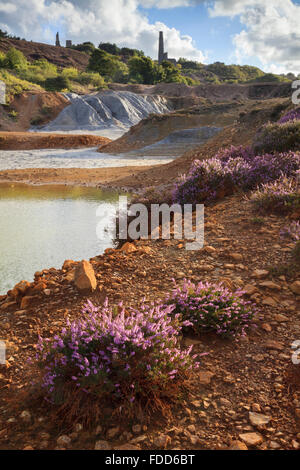 Heather dans la papule Maid Valley près de Cornwall, en Crofthandy Banque D'Images