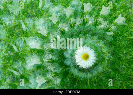 Jardin fleuri Banque D'Images