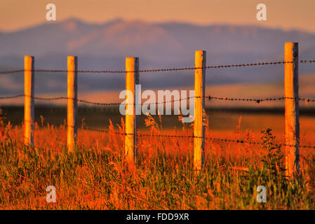 Des terres agricoles dans le sud de l'Alberta, Canada Banque D'Images