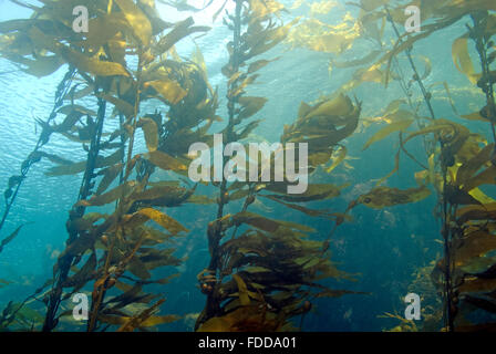 Forêt d'Algues Algues à Catalina Island, en Californie Banque D'Images