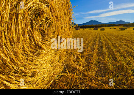 Hay bails en Alberta Foothills country Banque D'Images