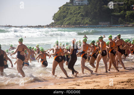 Grand Macquarie nager, 42e grand nager de Palm Beach à Whale Beach Sydney, un 2.8km natation de l'océan qui fait partie de l'océan, série Pittwater nage les concurrents ont un démarrage échelonné pour les hommes/femmes et de tranches d'âge. Il y a également un 1km plus court bien sûr. C'est l'un de l'Australie ; la fameuse nage de l'océan et attire de nombreux concurrents masculins et féminins. Modèle : crédit10/Alamy Live News Banque D'Images