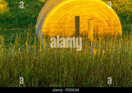 Hay bails en Alberta Foothills country Banque D'Images