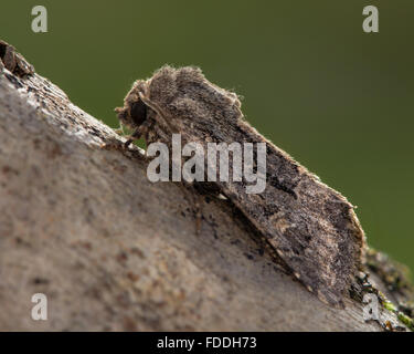 Luperina testacea Flounced (rustique) papillon. D'automne un papillon de la famille des Noctuidés, vu de profil au repos Banque D'Images