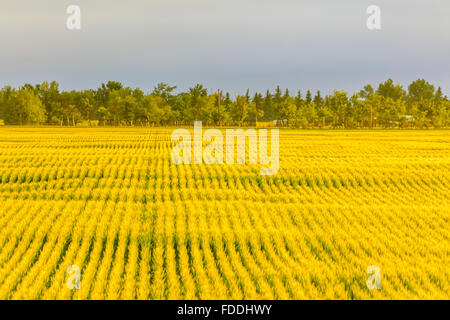 Lignes de la récolte de blé au lever du soleil en Alberta Canada Banque D'Images