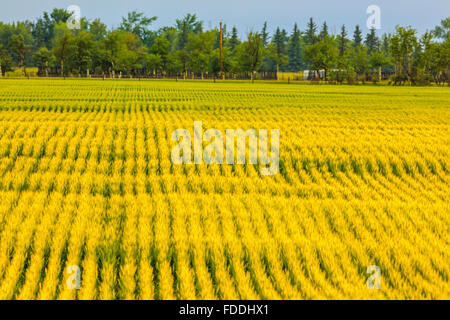 Lignes de la récolte de blé au lever du soleil en Alberta Canada Banque D'Images