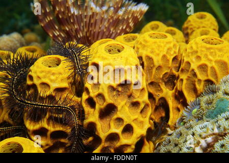 La vie marine sous-marine, close-up de l'éponge tube jaune, Aplysina insularis, mer des Caraïbes Banque D'Images