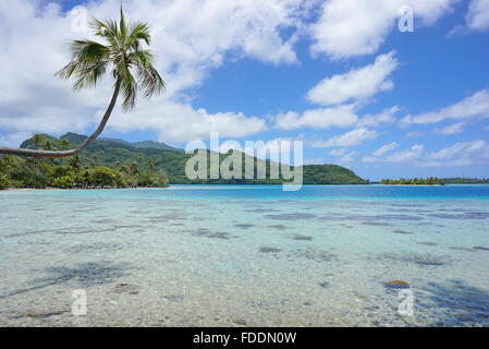 Un cocotier penché au-dessus de l'eau peu profonde du lagon avec la côte et l'islet en arrière-plan, l'île de Huahine, Polynésie Française Banque D'Images