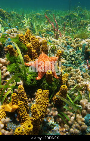 Sous l'étoile de mer du coussin sur le fond marin avec des éponges, coraux, algues et mer des Caraïbes Banque D'Images