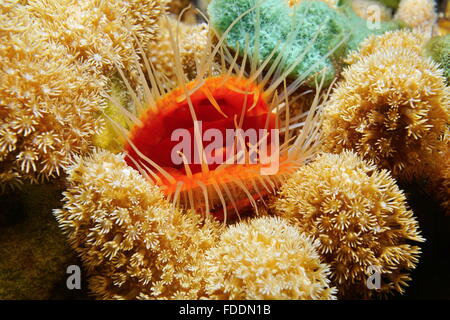 La vie marine, close-up d'un mollusque bivalve Flame scallop, Ctenoides scaber, entouré par les doigts, la mer des Caraïbes Banque D'Images