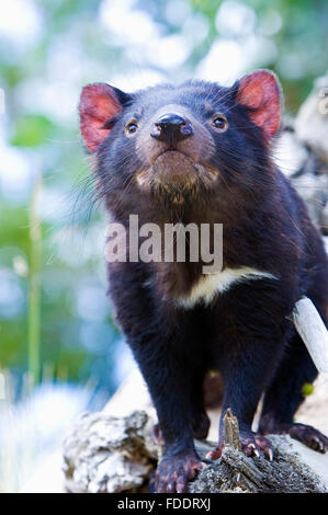 Portrait d'un diable de Tasmanie. Image prise en Tasmanie en Australie Banque D'Images