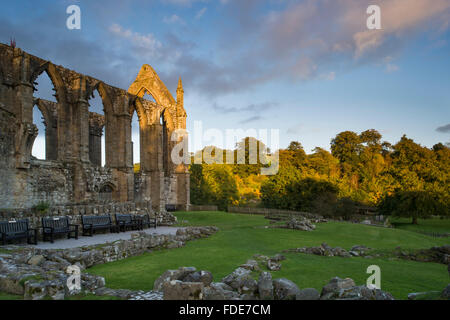 Mur extérieur du choeur sud (fenêtres voûtées, soleil du soir) - ruine prieuré historique de grade 1 Augustinien, Abbaye de Bolton, Yorkshire du Nord, Angleterre, Royaume-Uni. Banque D'Images