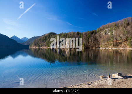 Alpsee bei Füssen, Allgäu, Bayern, Deutschland Banque D'Images