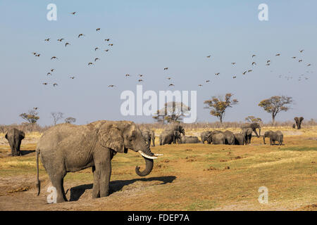 Vue panoramique sur l'activité autour d'une source naturelle à l'est avec les éléphants du Kalahari et potable flying ganga Banque D'Images