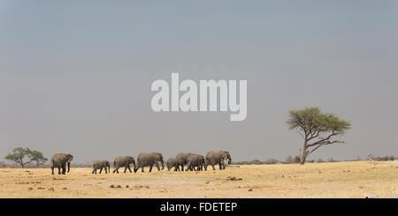 Vue panoramique d'un troupeau d'éléphants africains marcher dans une ligne avec un arbre isolé à l'horizon Banque D'Images