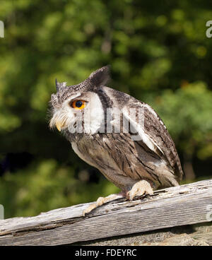 Face blanche en bois sur Owl Scops ledge. (1 de 33 photos) Banque D'Images